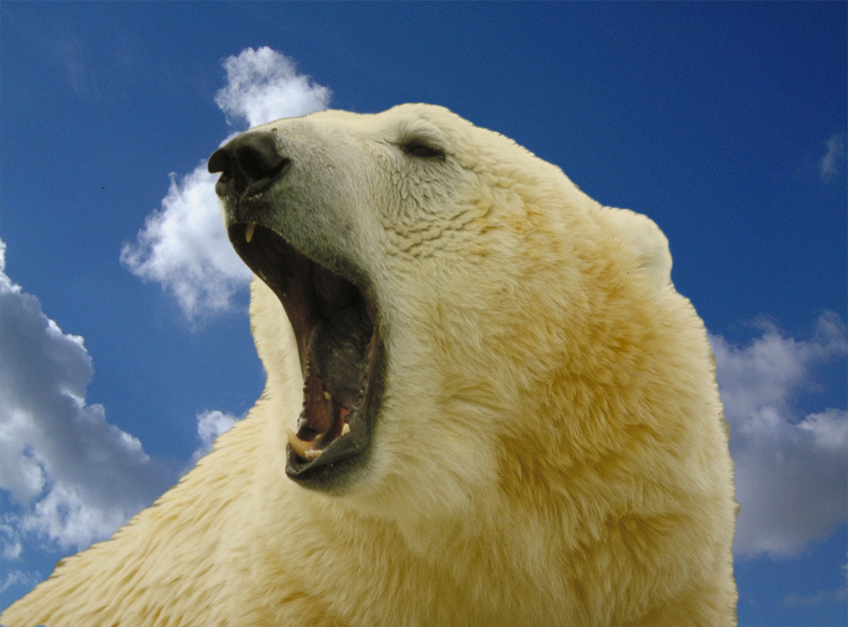 Polar Bear